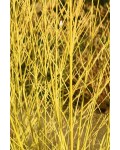 Дерен пагононосний ’Бадс Єлоу’|Cornus sericea ’Bud’s Yellow’|Дерен побегоносный ’Бадс Елоу’